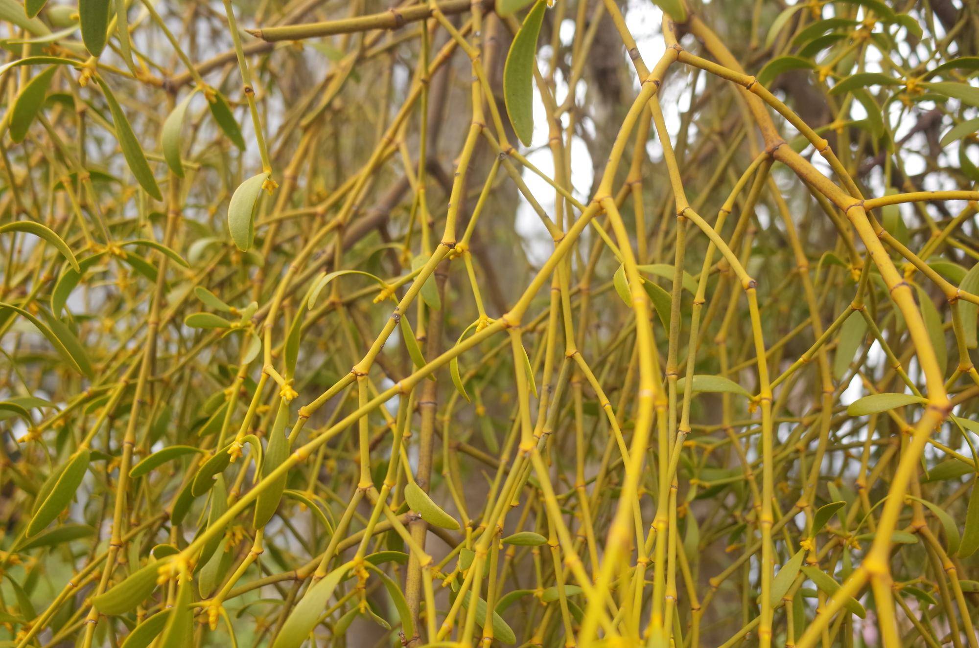 金沢自然公園の、ののはな館前でヤドリギの花が咲きますの写真