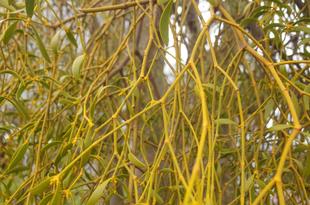 金沢自然公園の、ののはな館前でヤドリギの花が咲きます