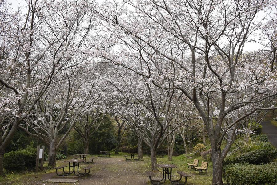 🌸桜ブログ　3月30日　金沢自然公園植物区の様子🌸の写真