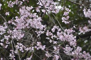🌸桜ブログ　2026年3月30日　金沢動物園入口周辺～園内の様子🌸
