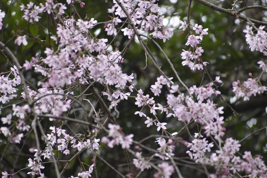 🌸桜ブログ　2026年3月30日　金沢動物園入口周辺～園内の様子🌸の写真
