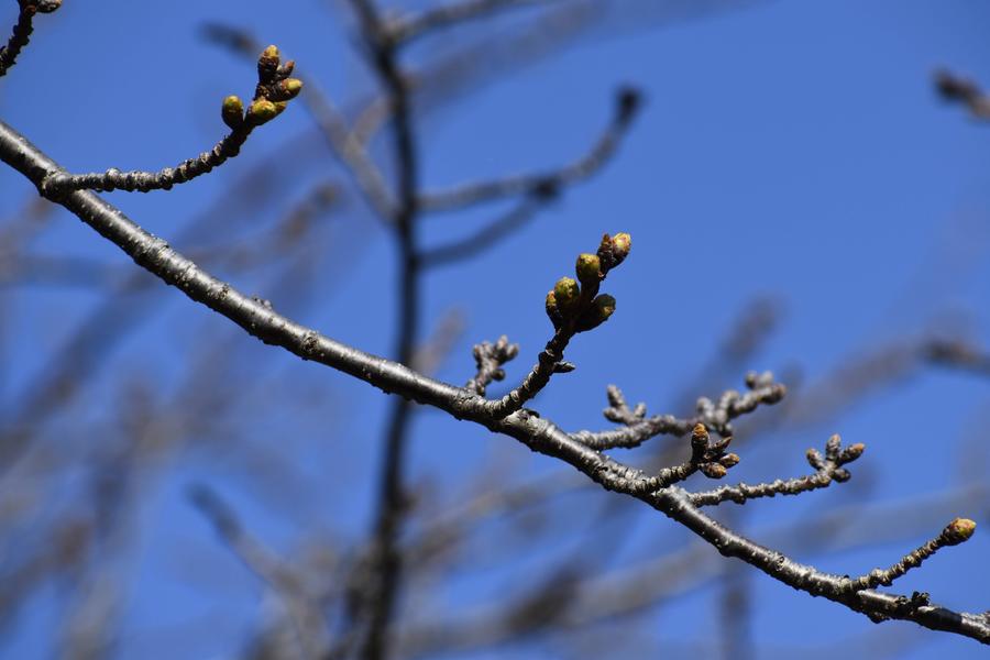 🌸桜ブログ　2026年3月16日・17日🌸の写真