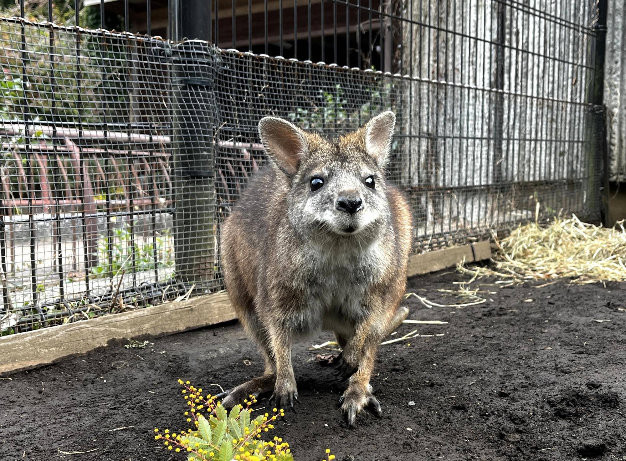 パルマワラビーのサトが引っ越しましたの写真
