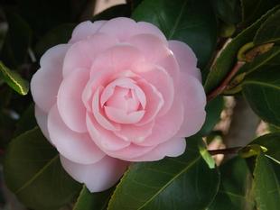  【植物】季節の花情報  令和８年３月上旬
