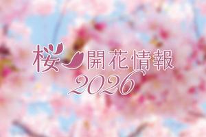 桜 開花情報2026の画像
