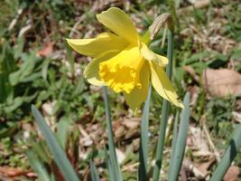 【植物】季節の花情報  令和８年３月中旬の画像