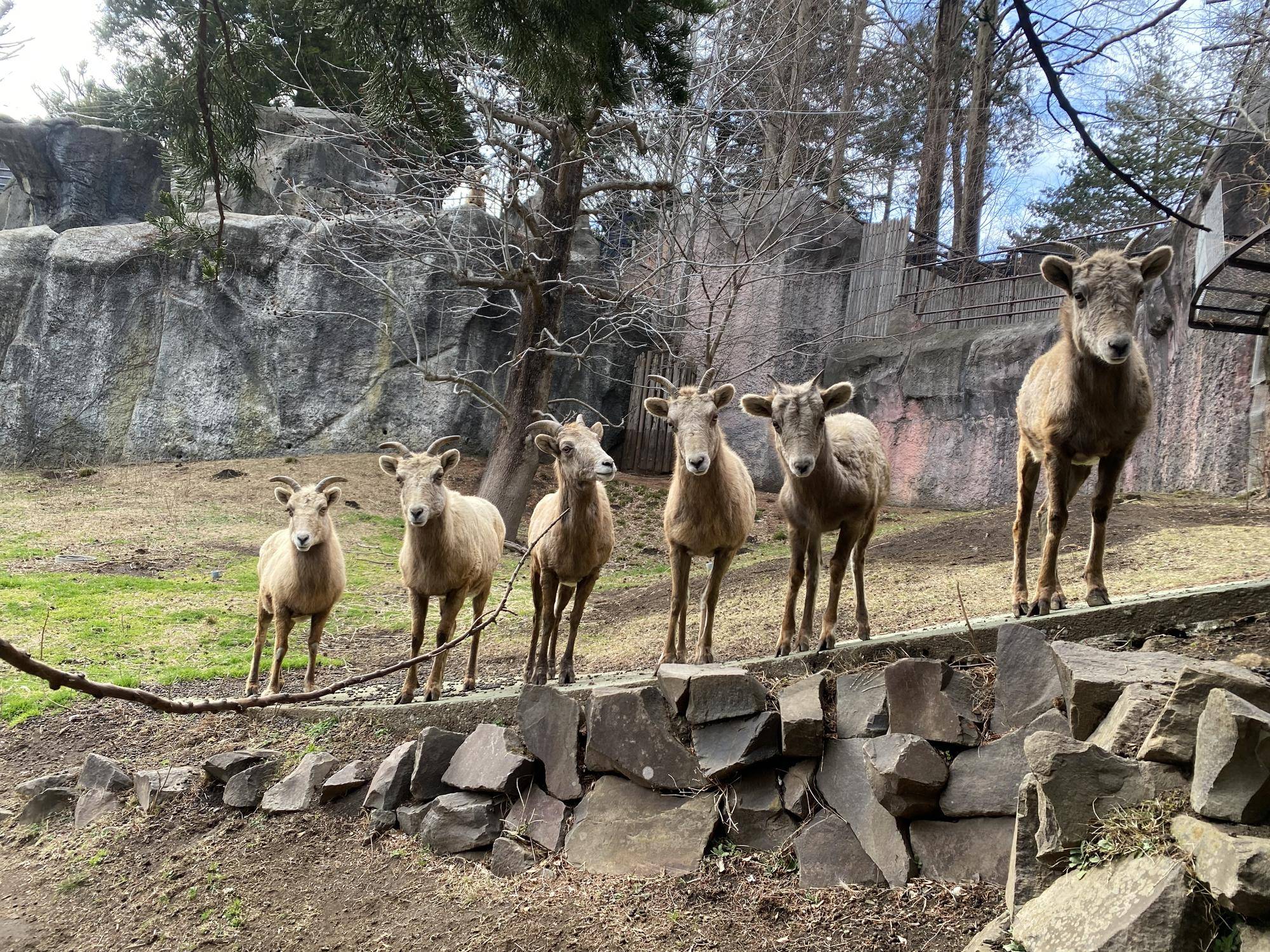 群れで暮らすことの写真