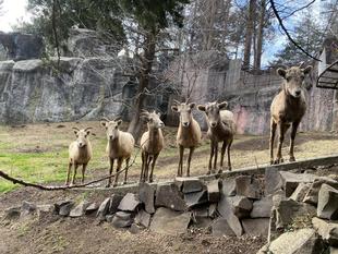 群れで暮らすこと