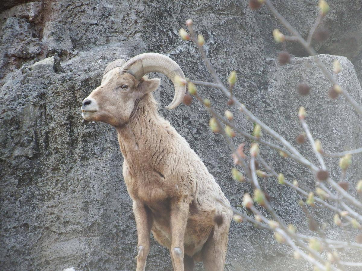 や*】様 動物のツノ 春ですよ～|オオきなツノのヒツジの日記｜ブログ|金沢動物園公式サイト