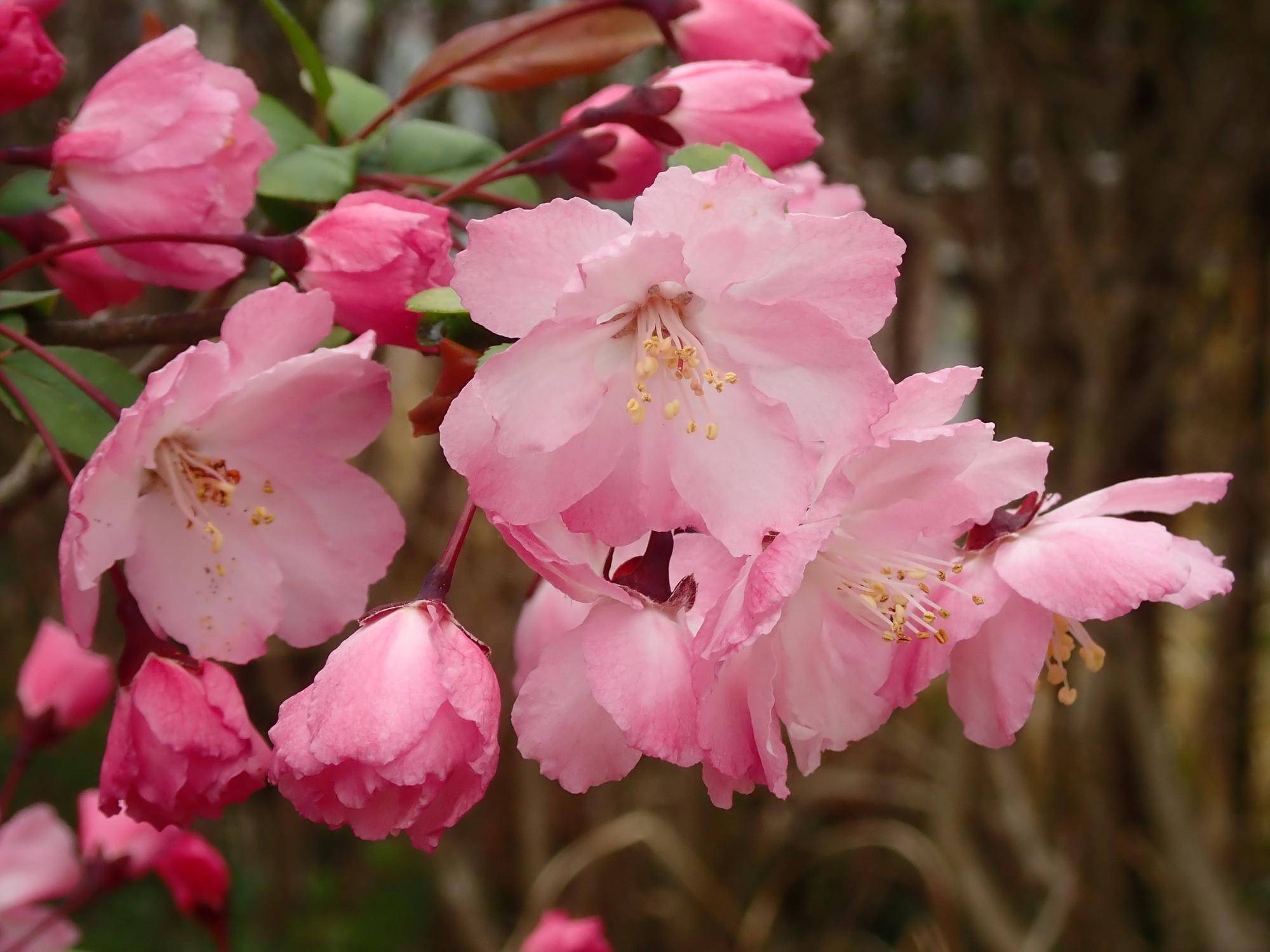 【植物】季節の花情報  令和８年4月上旬の写真