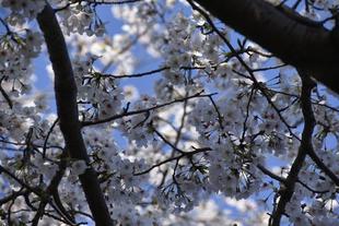 🌸桜ブログ　４月３日　基準木満開です🌸