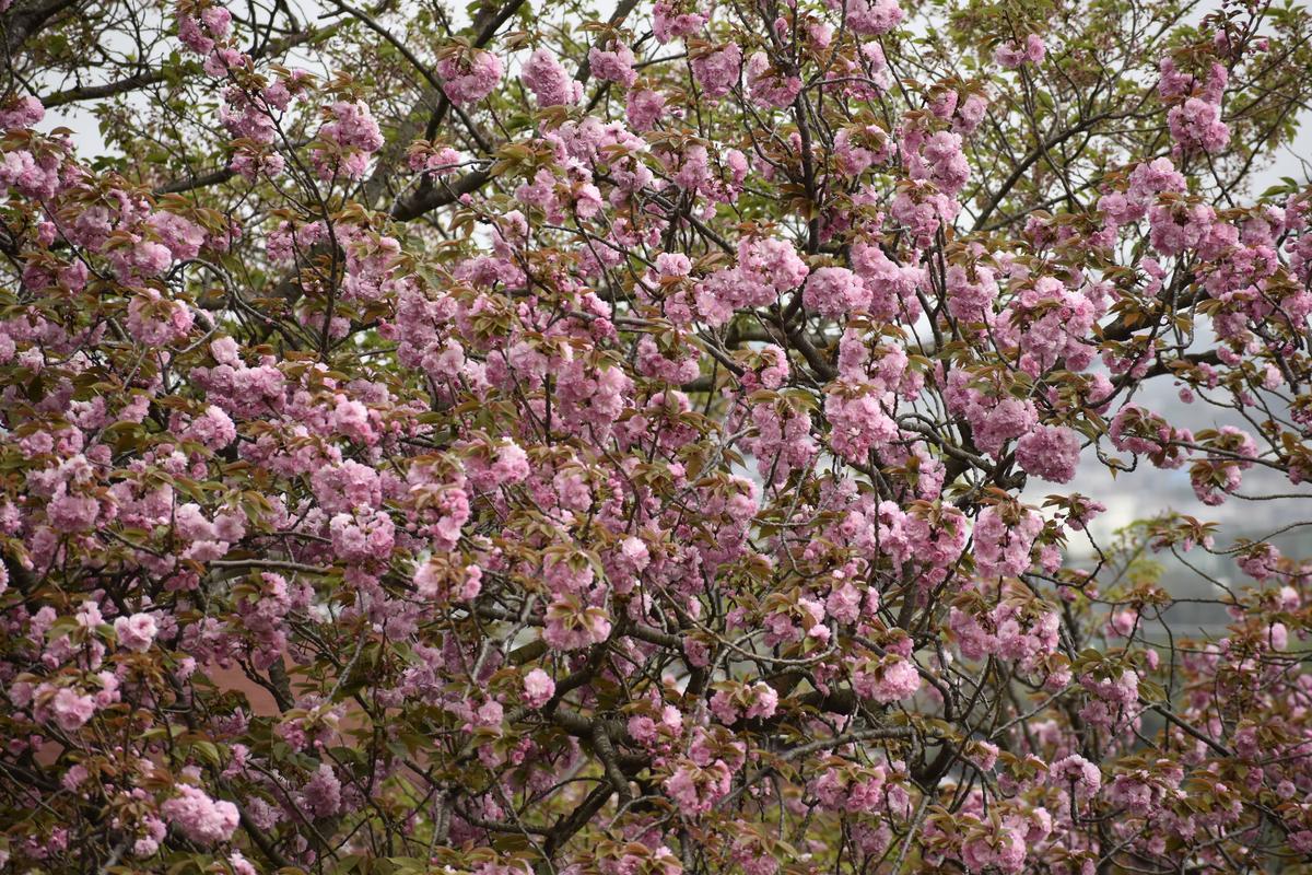 🌸桜ブログ 4月13日 ソメイヨシノは葉桜 サトザクラ満開🌸|桜開花