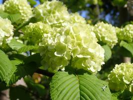 【植物】季節の花情報  令和８年4月中旬の画像
