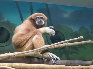 ありがとうインタン