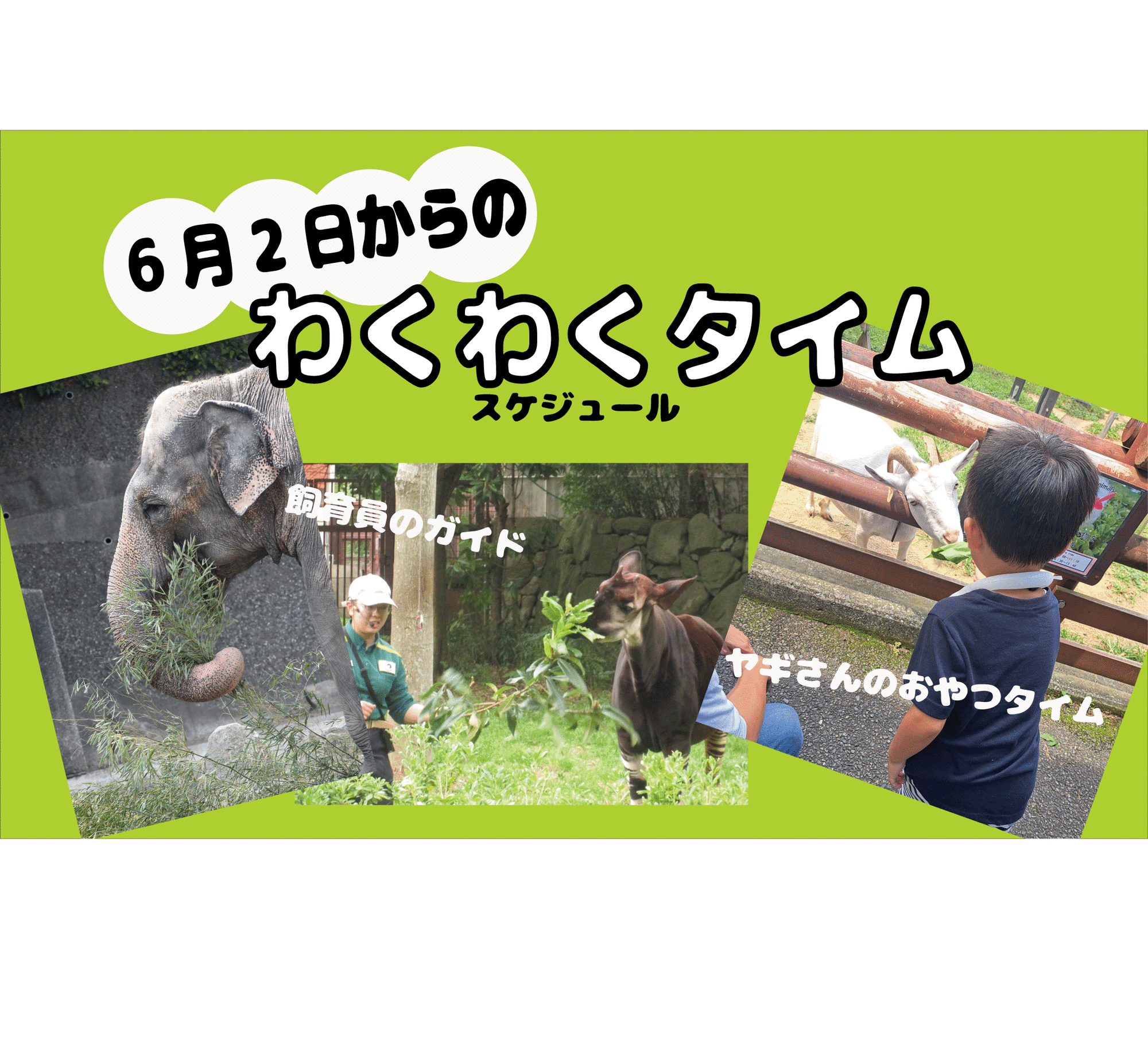 6月2日からの「わくわくタイム（飼育員ガイドや、ヤギのおやつタイム）」の写真
