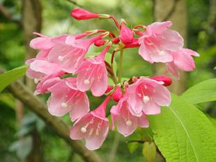 【植物】季節の花情報  令和８年5月上旬