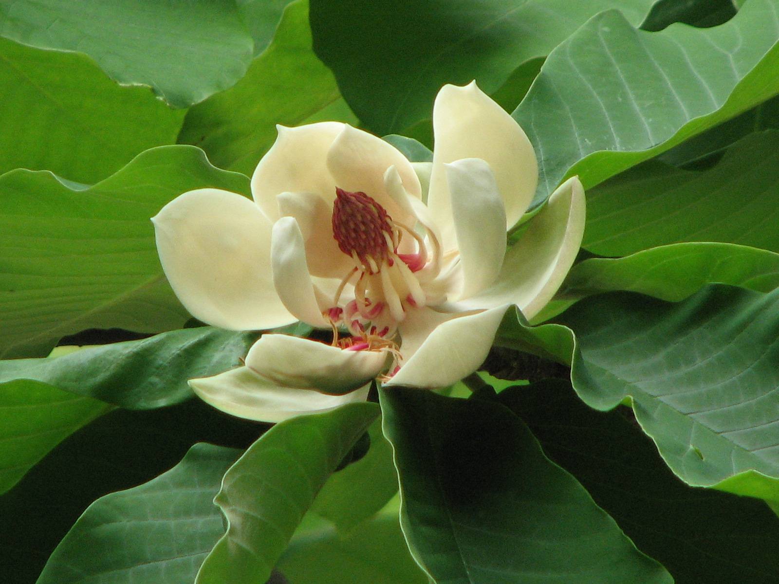 【植物】季節の花情報  令和８年5月中旬の写真