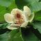 【植物】季節の花情報  令和８年5月中旬の画像