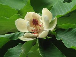 【植物】季節の花情報  令和８年5月中旬の画像