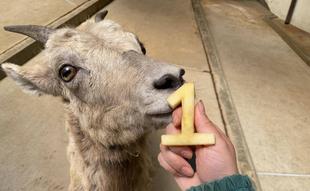 ザラメ 1歳のお誕生日