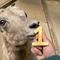 ザラメ 1歳のお誕生日の画像