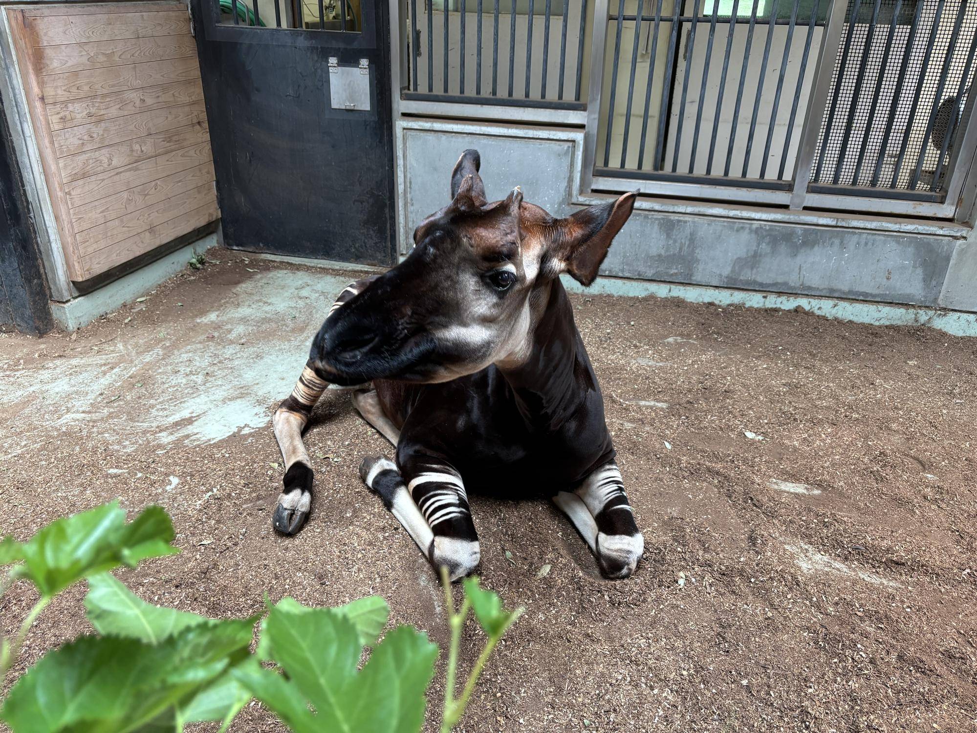 続キィァンガと担当者、挑戦の日々。の写真