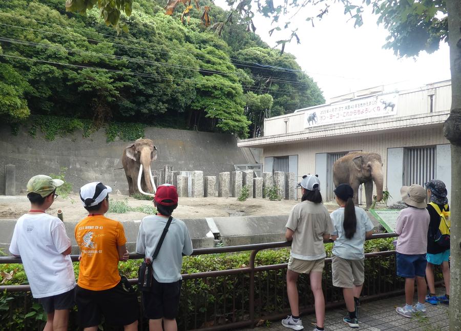 「世界ゾウの日イベント「ゾウ大使になろう」って？？」の写真