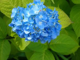 【植物】季節の花情報  令和８年6月上旬