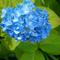 【植物】季節の花情報  令和８年6月上旬の画像