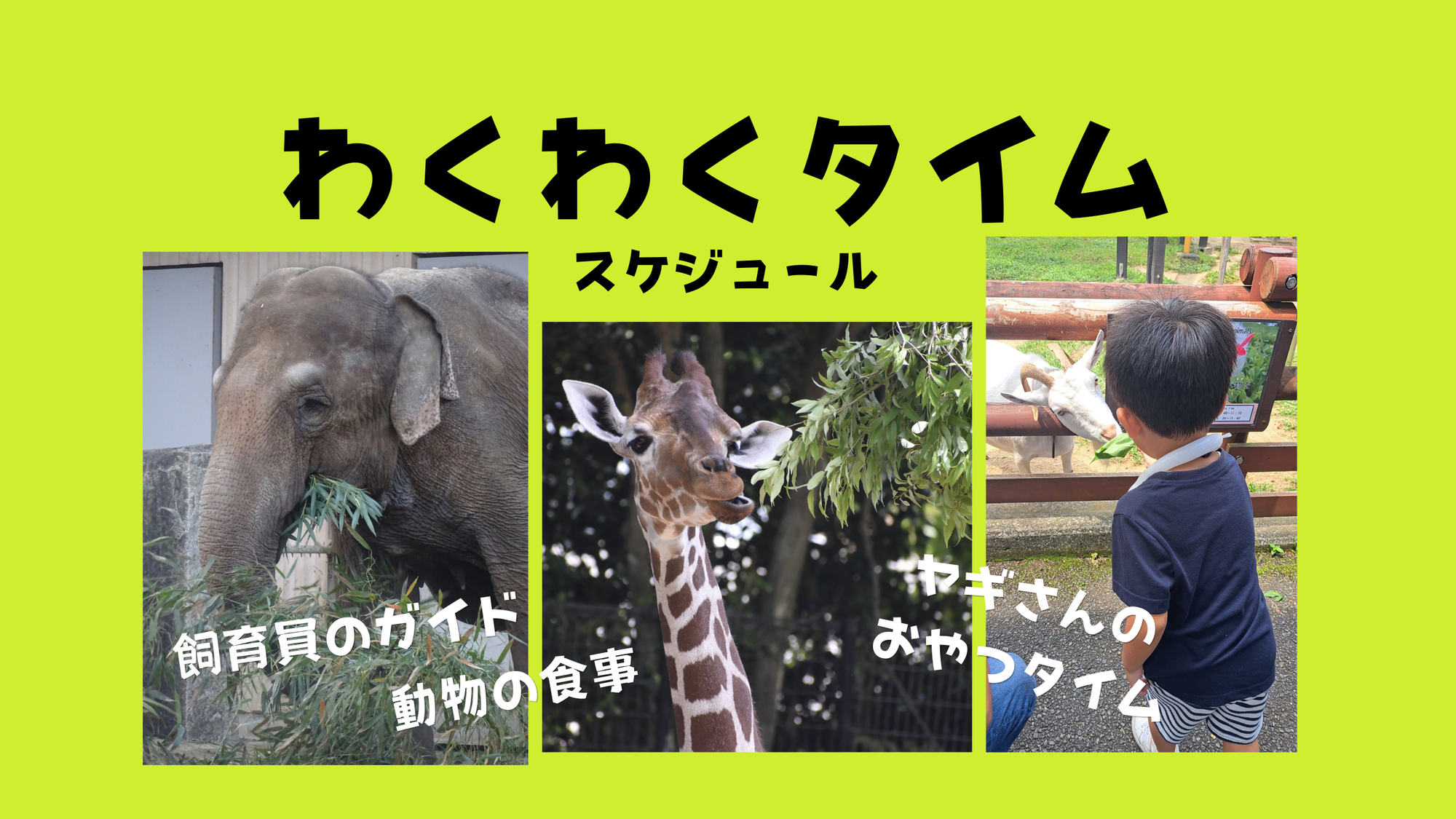 「わくわくタイム（飼育員ガイドや、ヤギのおやつタイム）」の写真