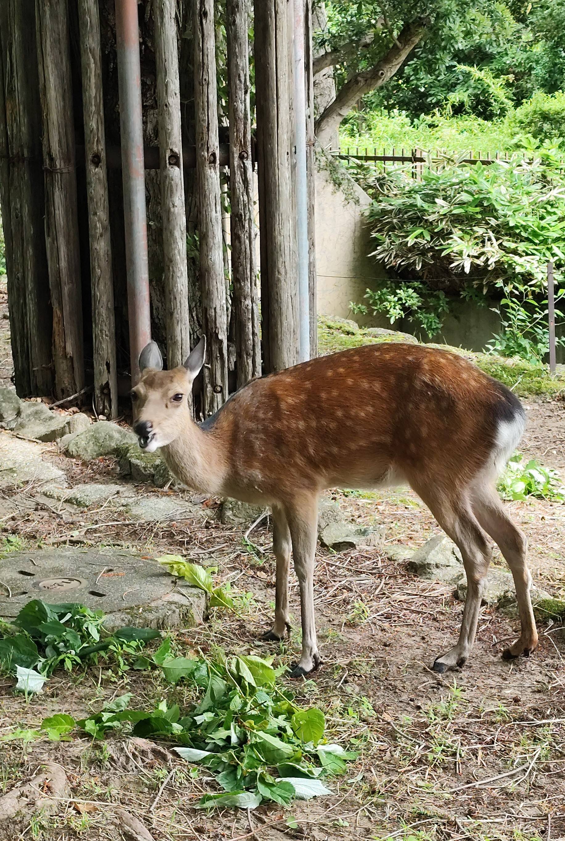 意外とご長寿ですの写真