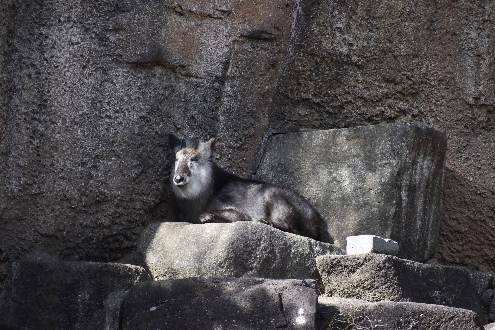 カモシカってどんな動物？ の写真