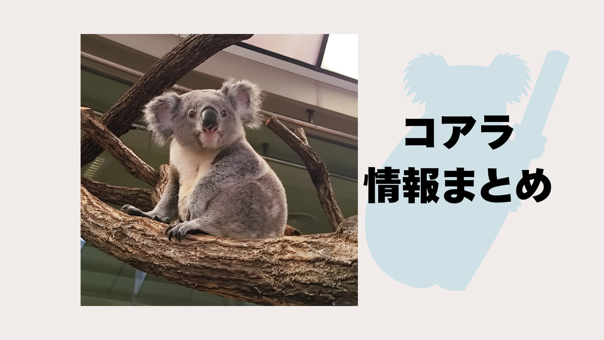 🐨 コアラに関する情報(7/14更新）🐨|お知らせ|金沢動物園公式サイト