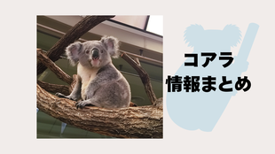  🐨 コアラに関する情報(6/14更新）🐨