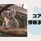  🐨 コアラに関する情報(6/14更新）🐨の画像