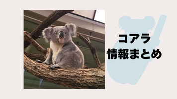  🐨 コアラに関する情報(6/21更新）🐨の画像