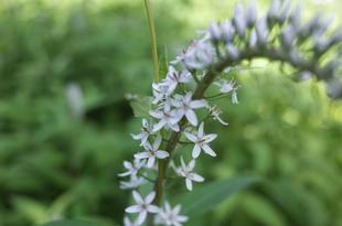 金沢自然公園の、さくら山付近でオカトラノオの花が咲きはじめています