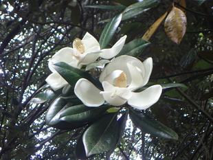 【植物】季節の花情報  令和８年6月中旬