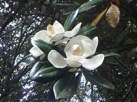 【植物】季節の花情報  令和８年6月中旬の画像