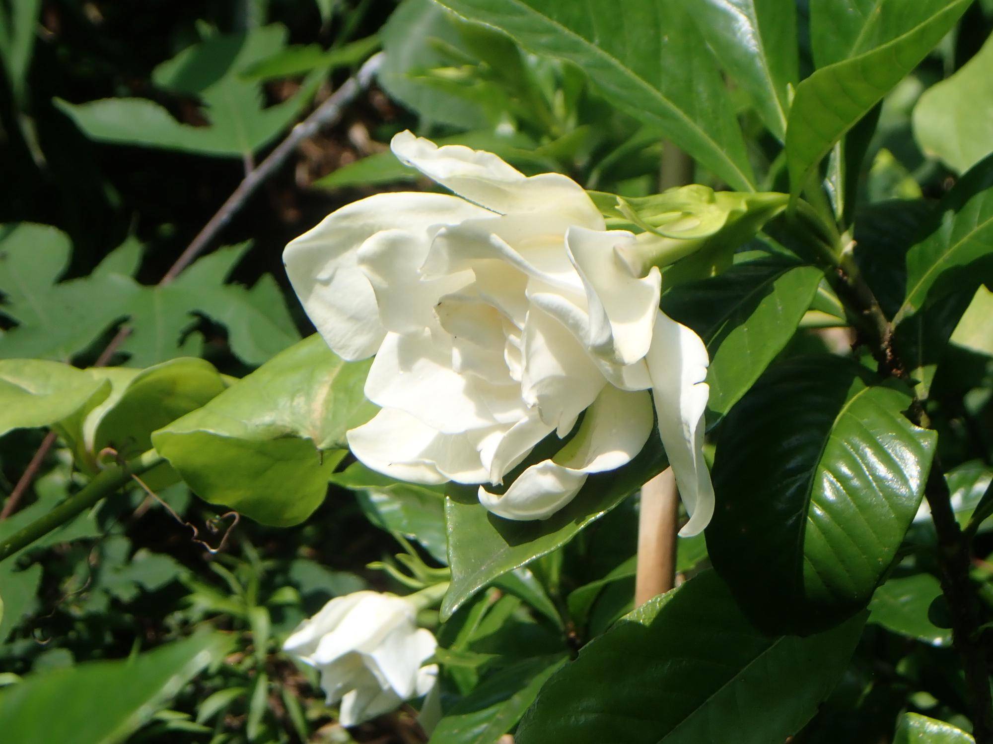 【植物】季節の花情報  令和８年7月上旬の写真