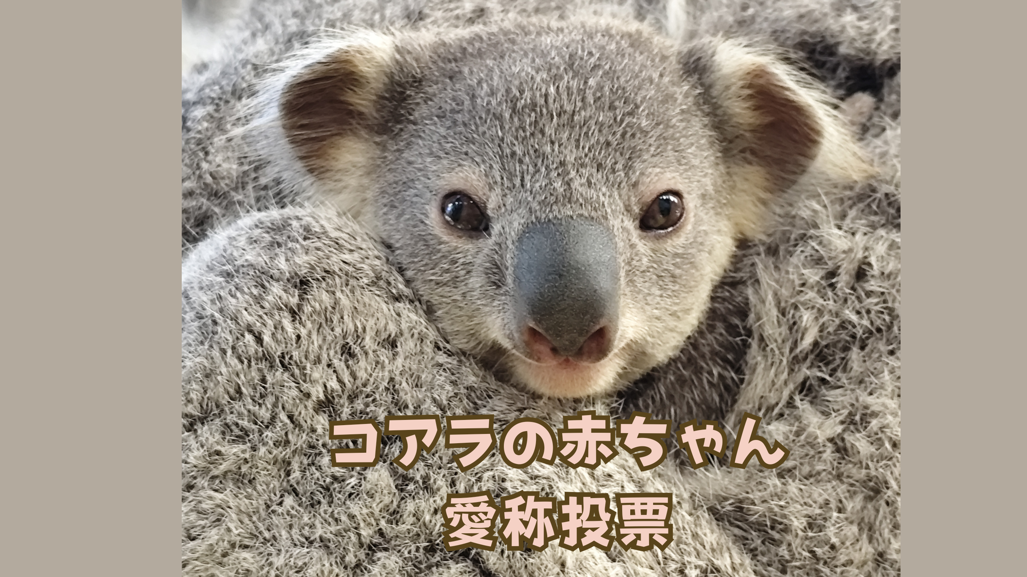 コアラの赤ちゃんの愛称投票を実施します！の写真
