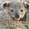 コアラの赤ちゃんの愛称投票を実施します！の画像