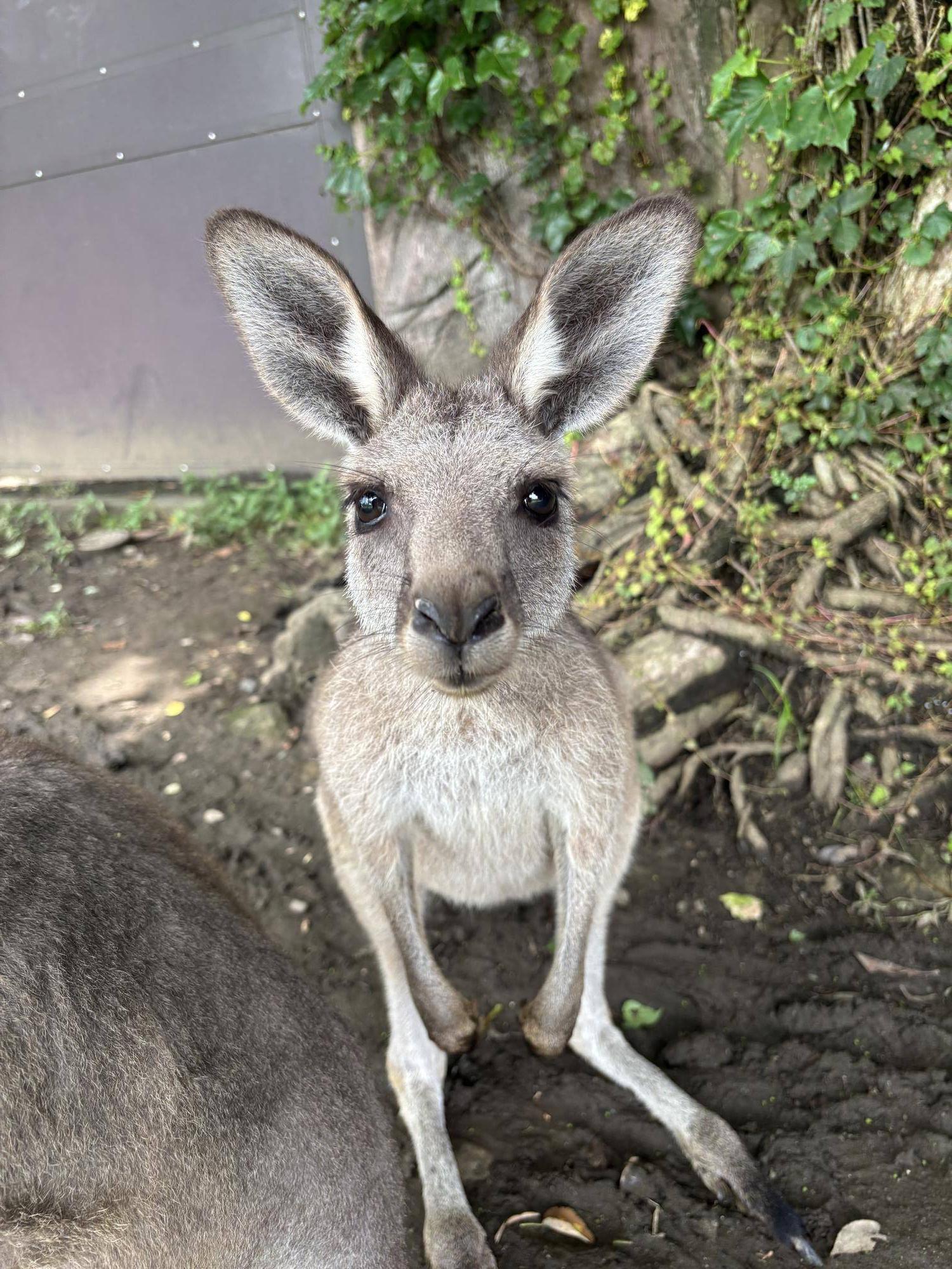 ナイト金沢ZOO開催期間のカンガルーウォークスルー通行時間についての写真