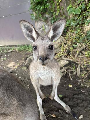 ナイト金沢ZOO開催期間のカンガルーウォークスルー通行時間について