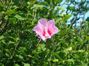 【植物】季節の花情報  令和８年7月中旬
