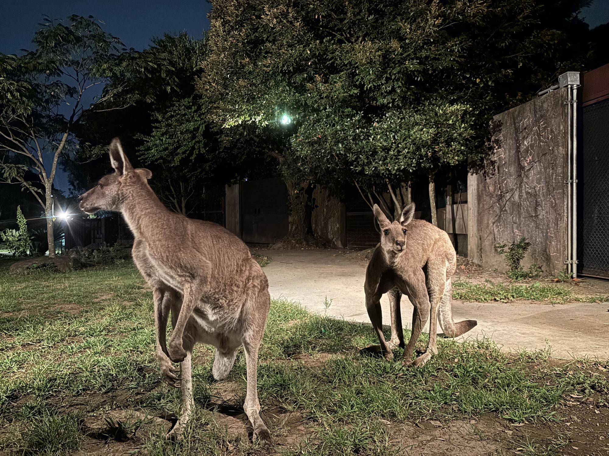 ナイト金沢ZOO開催中！Part2の写真