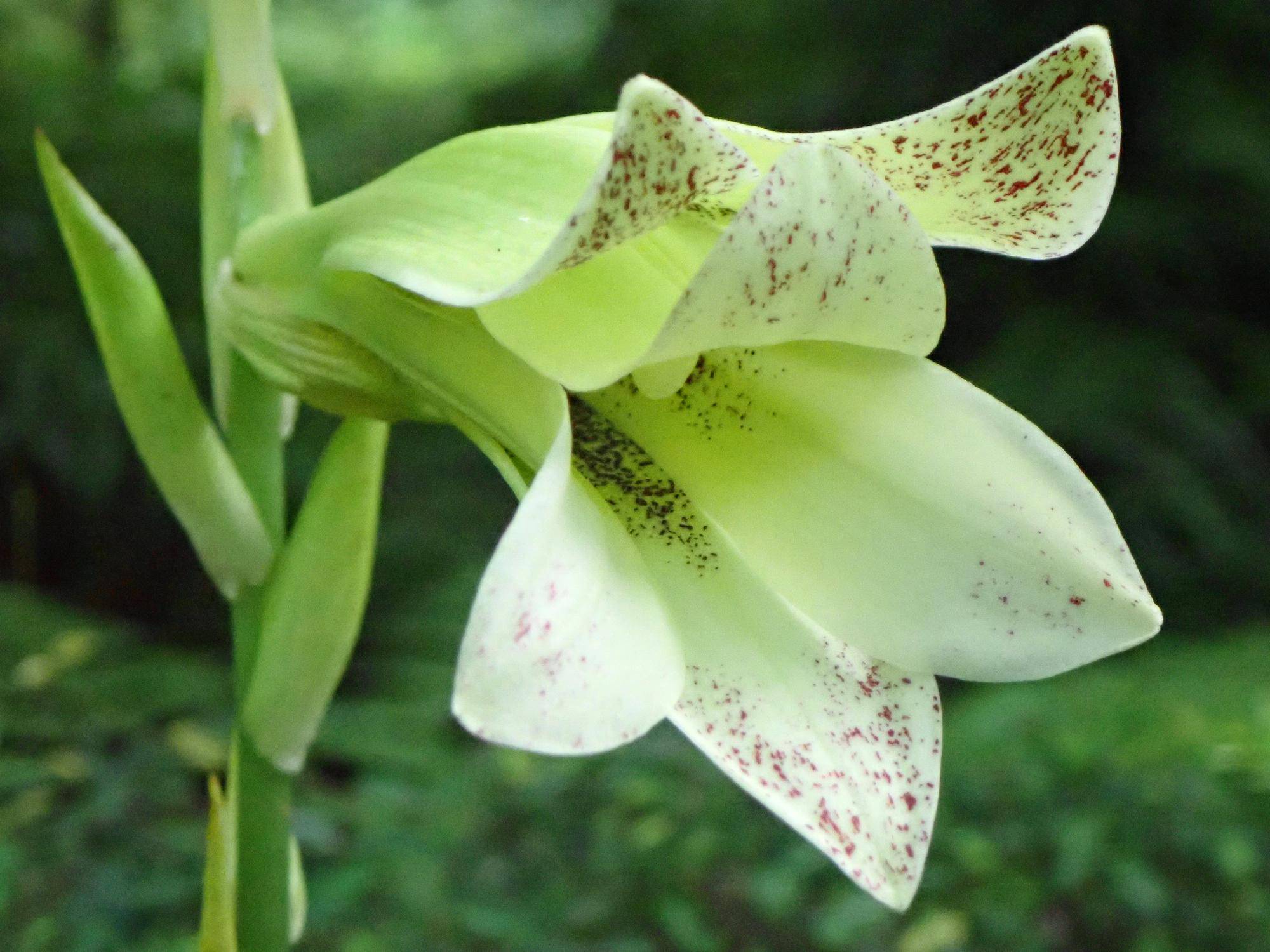 【植物】季節の花情報  令和８年8月上旬の写真
