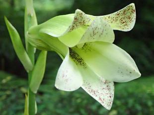 【植物】季節の花情報  令和８年8月上旬