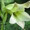 【植物】季節の花情報  令和８年8月上旬の画像