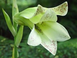 【植物】季節の花情報  令和８年8月上旬の画像